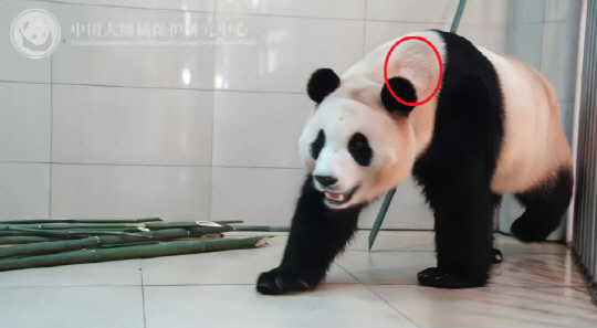 중국판다보호연구센터가 25일 웨이보에 푸바오 영상을 공개했다. 누리꾼들은 탈모로 의심되는 증상이 보인다고 지적했다.    [중국판다보호연구센터 웨이보 영상 캡처]